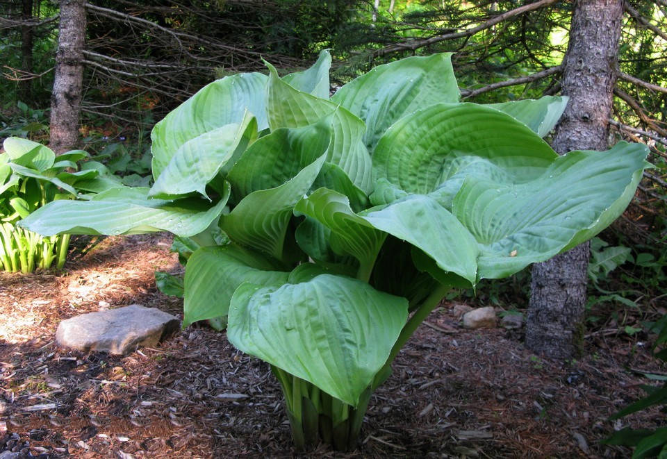 Hosta Hybride Sum and Substance 02.jpg